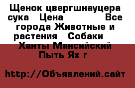 Щенок цвергшнауцера сука › Цена ­ 25 000 - Все города Животные и растения » Собаки   . Ханты-Мансийский,Пыть-Ях г.